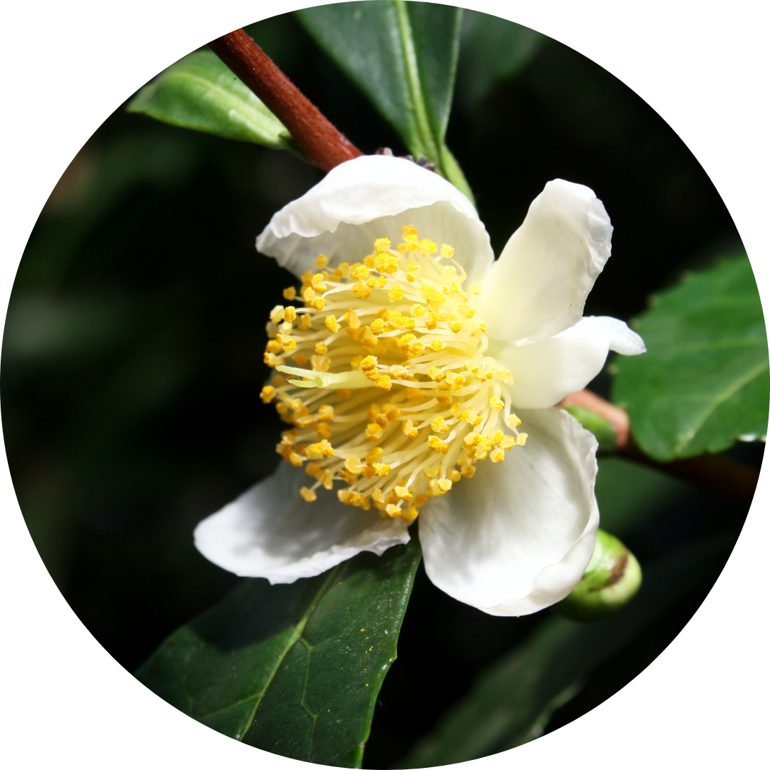 Brain Health Through a Naturopathic Lens