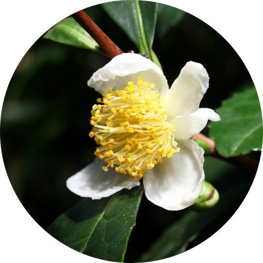 Brain Health Through a Naturopathic Lens