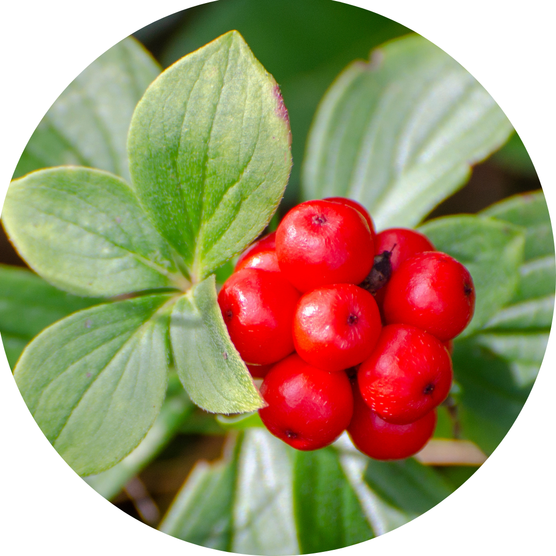 Naturopathy in the Modern World: Honouring the Body–Mind-Soul Connection