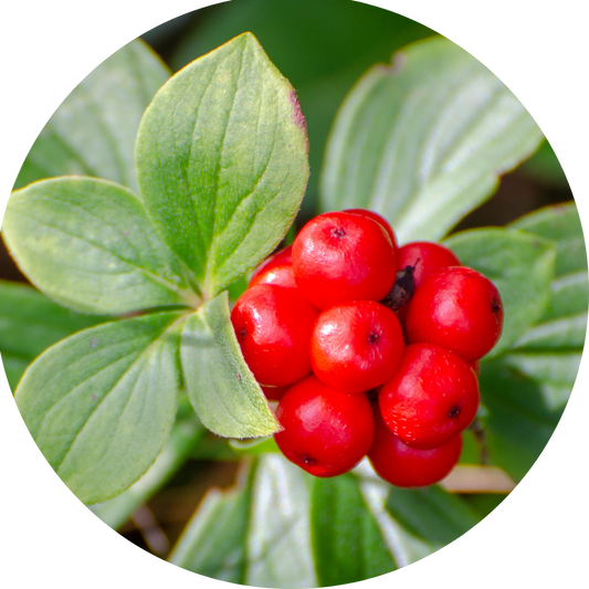 Naturopathy in the Modern World: Honouring the Body–Mind-Soul Connection