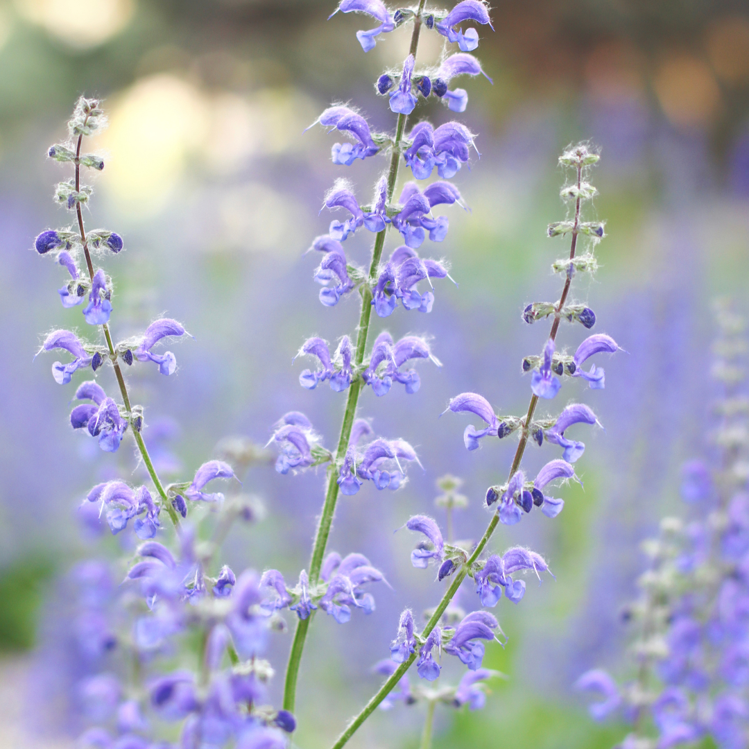 Understanding Stress and Supporting the Body Naturally