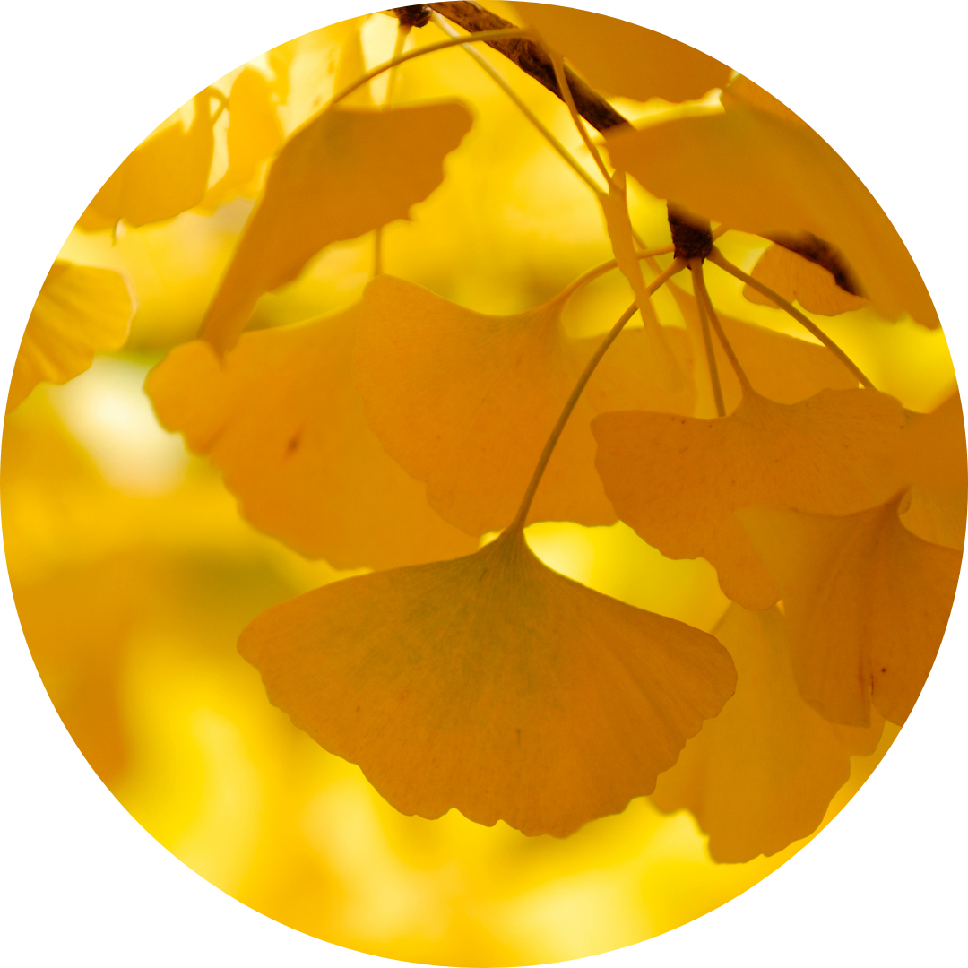 The Two Weights of Health: Balancing Toxicity and Efficiency