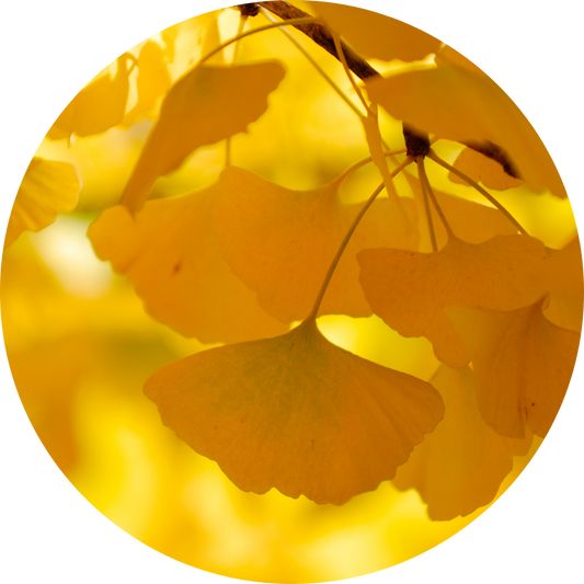 The Two Weights of Health: Balancing Toxicity and Efficiency